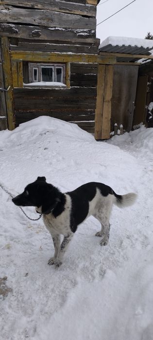 Даром собака черно белого окраса