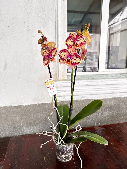 Фаленопсис орхидеи