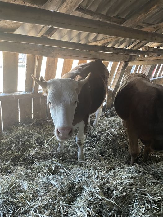 Vand juninci si tauri