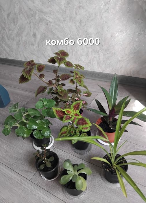 Комбо из 8ти цветов