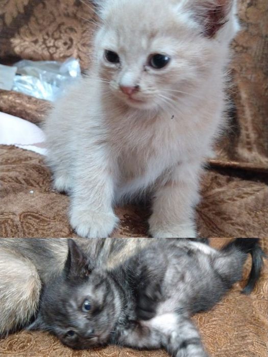 Отдам котят бесплатно