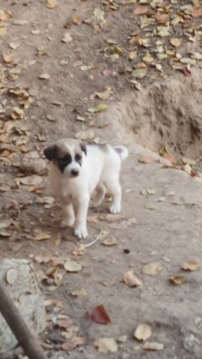 Щенята звоночки,ищют дом