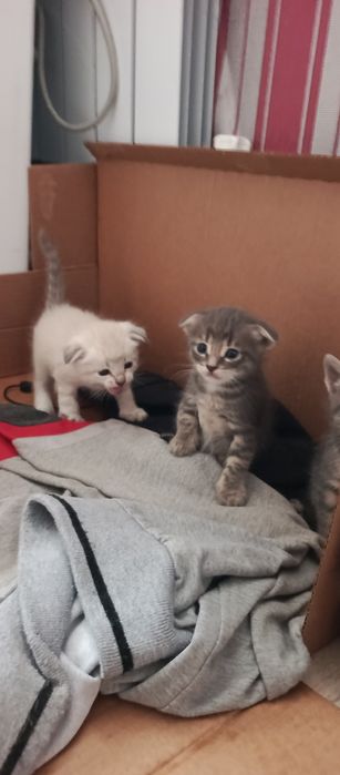 Котята вислоухие