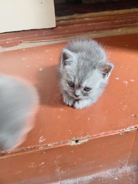 Британ мушукчалар