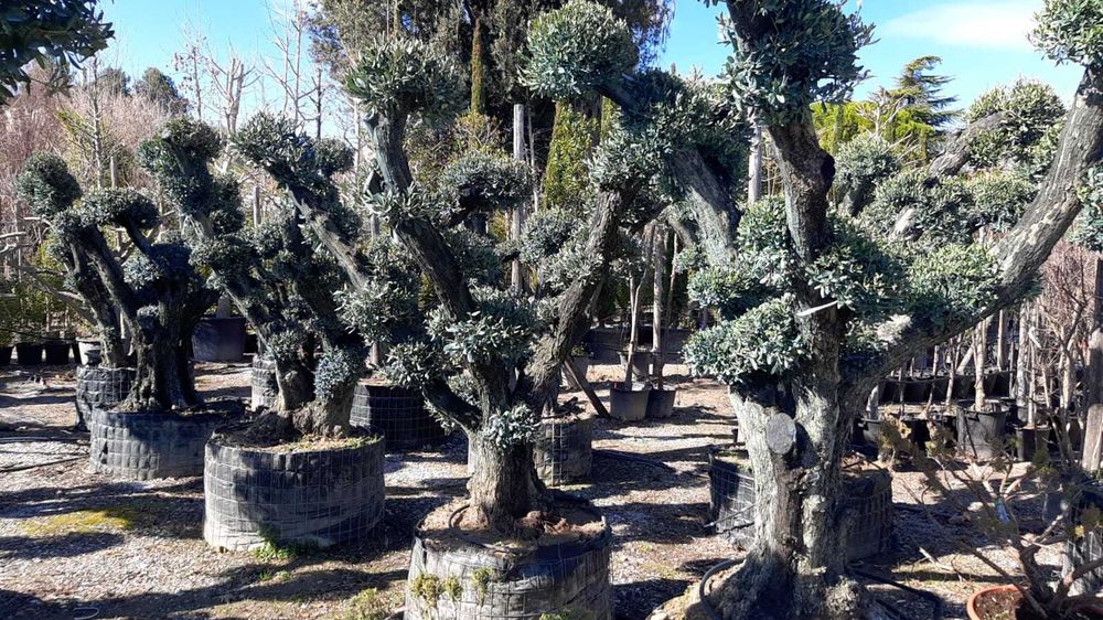 Maslini bonsai seculari 100 pe stoc rezistenti la ger