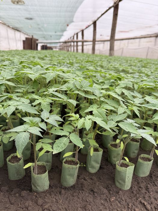 Vindem rasaduri legume (rosii, ardei, castraveti, vanata)