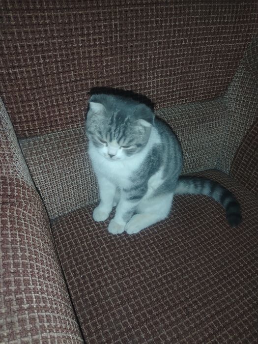 Кот : Скоттиш фолд