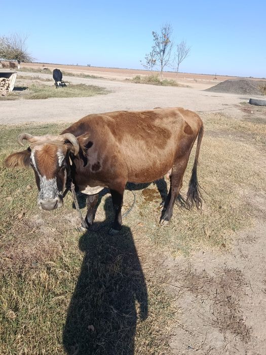 Mol sotiladi ishonchli va sifatli