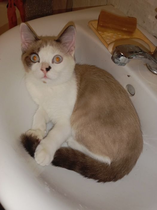 Срочно отдадим котика