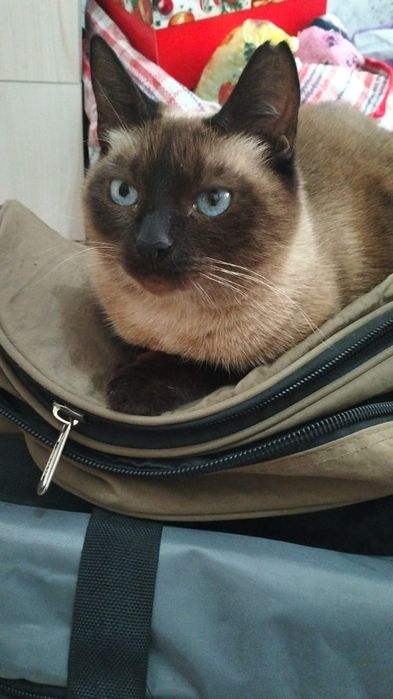 Кошка Тайской породы