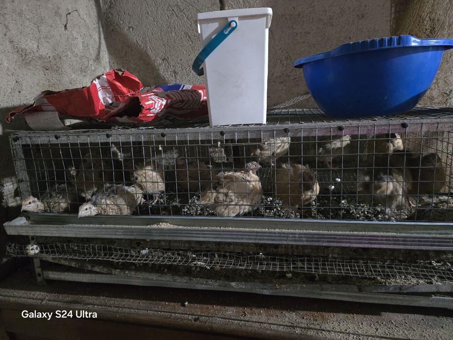 Малки пъдпъдъчета и оплодени яйца