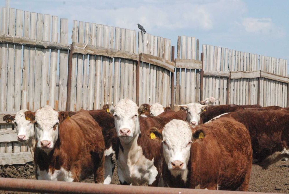 Крестьянское хозяйство с КРС,техникой и недвижимостью.