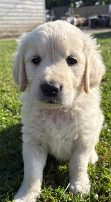 Golden Retriever.