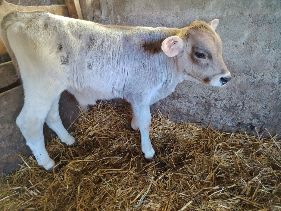 Vând vițeii sugari