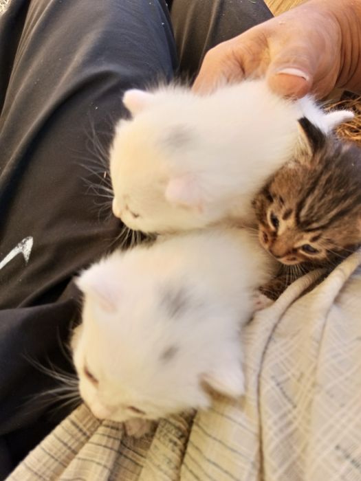 Котята в добрые руки бесплатно