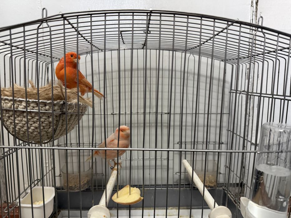 Продам пару готовых канареик Канарейка