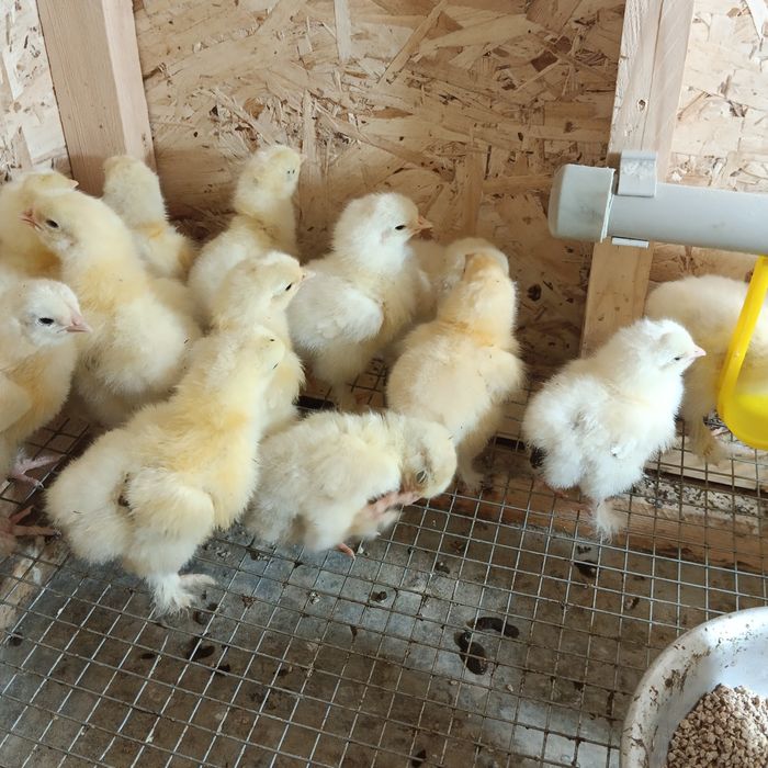 "Брама" цыплята  чистопародистые