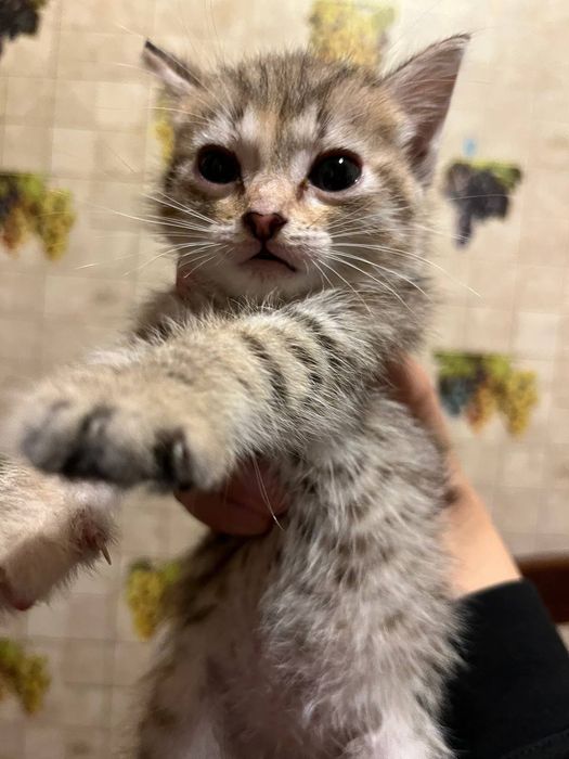 Срочно отдам котят