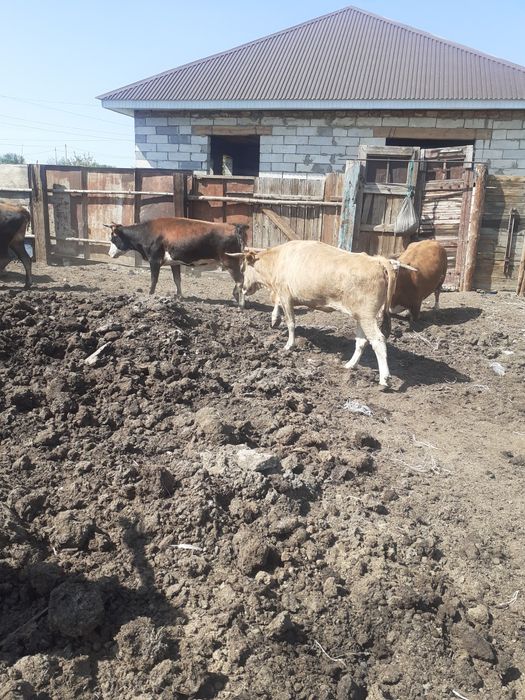 Сиырлар сатылады