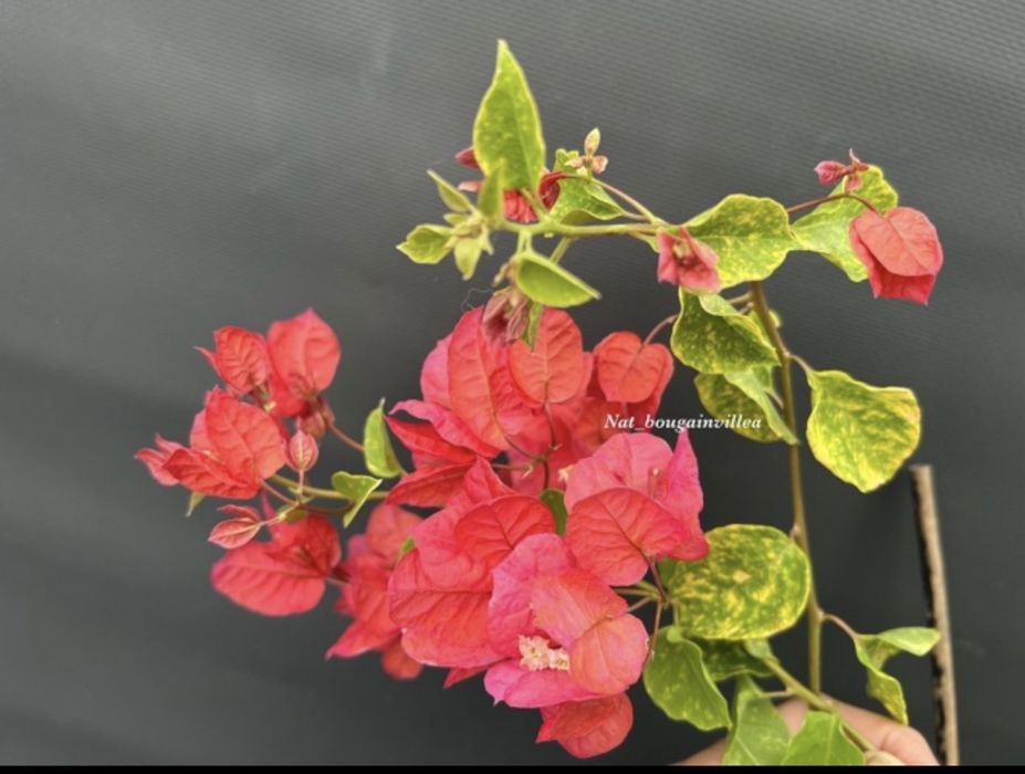 Бугенвиллия Golden Red