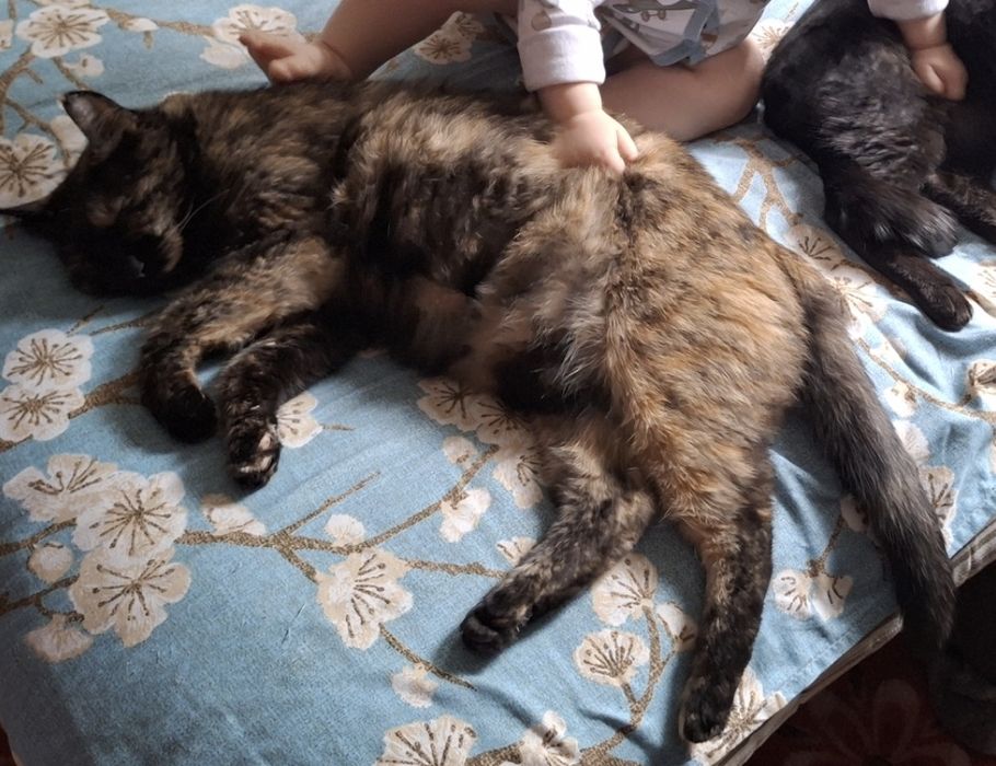 Потерялась кошка