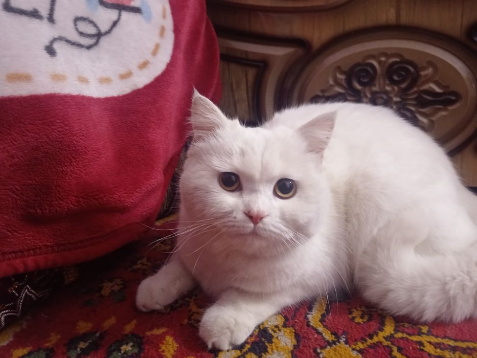 Shinshilla shinshila