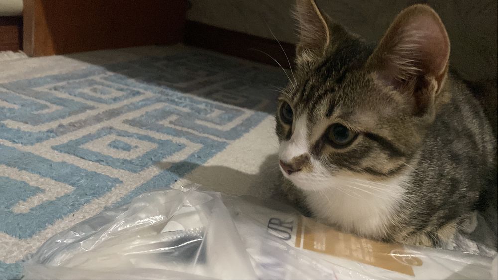 Котенок 5месяца ищет дом