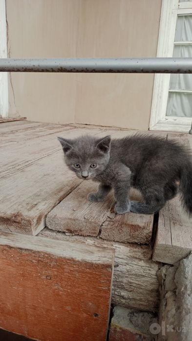 Uy mushuk zodli latoni biladi 2 oyli