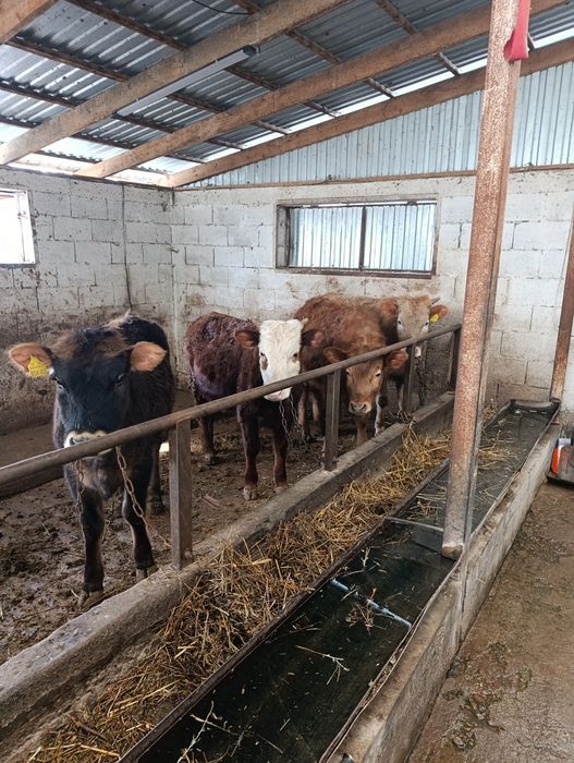 Продаются тёлки годовалые