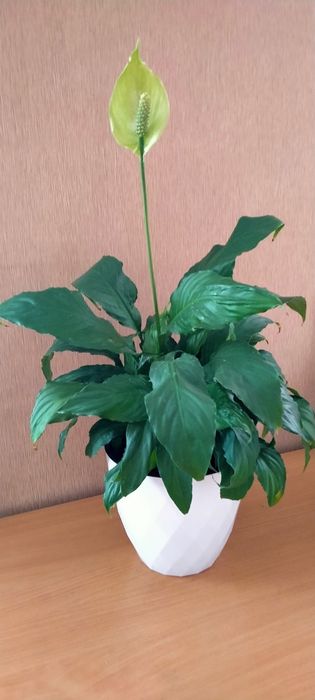 Продам Домашние цветы