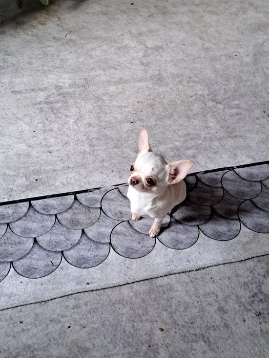 Вязка мини Чихуахуа