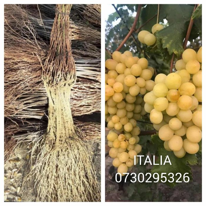 Vând Butași viță de vie Altoita și Hibrida anul 2 și 3 de vegetație