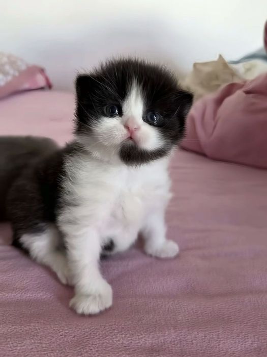 Продаются котята — 300 000сум!