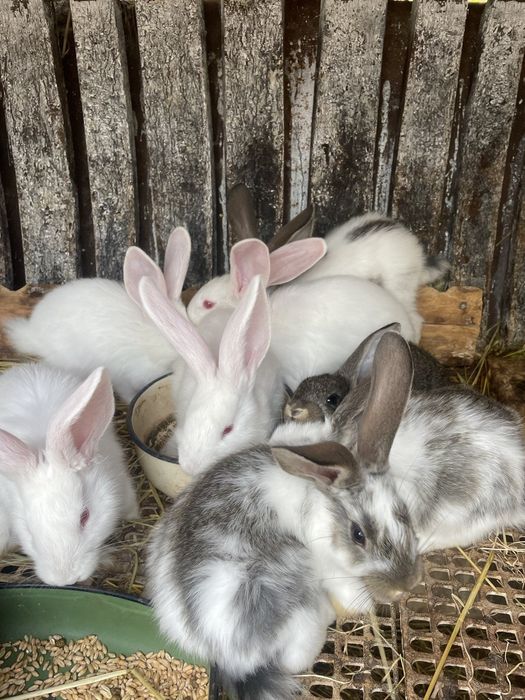 Продавам зайци  на 1 месец