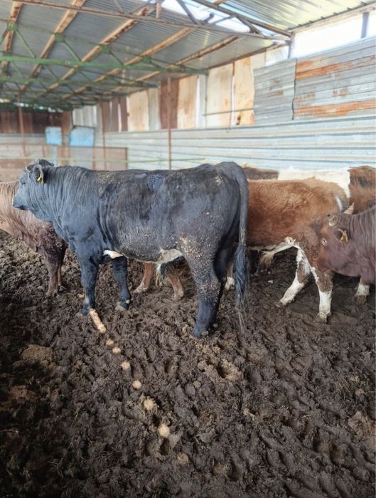 Продам бычков 2/3 года