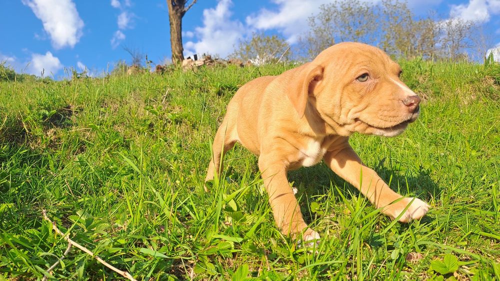 Mascul  Amstaff  doar pentru interesați