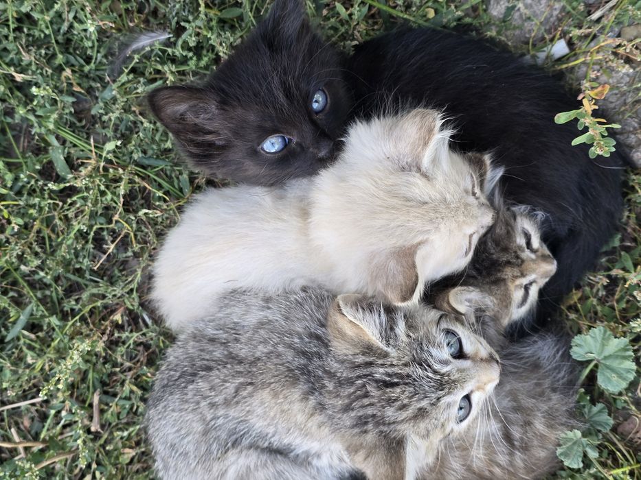 Отдам котят даром