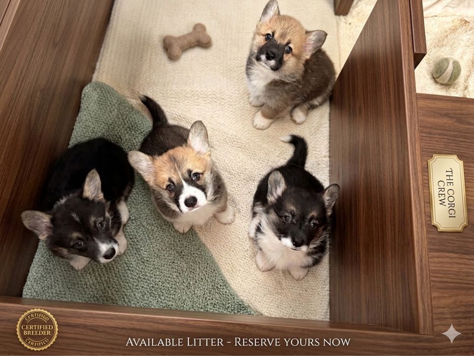 Щенки вельш-корги пемброк!