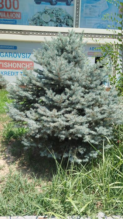Ховли учун Арча сотилади Голубой ель 1,80 буйи
