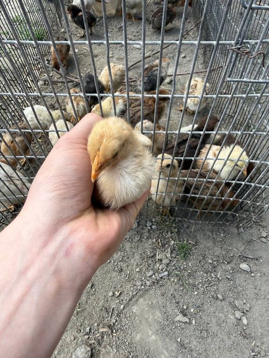 Xonaki jojalar sotiladi