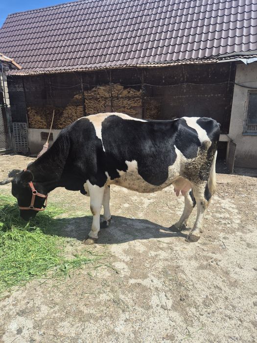 Vând vaca , 6 ani, pret 8 000 de lei negociabil