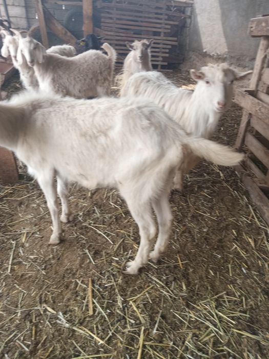 Ешкілер сатылады.