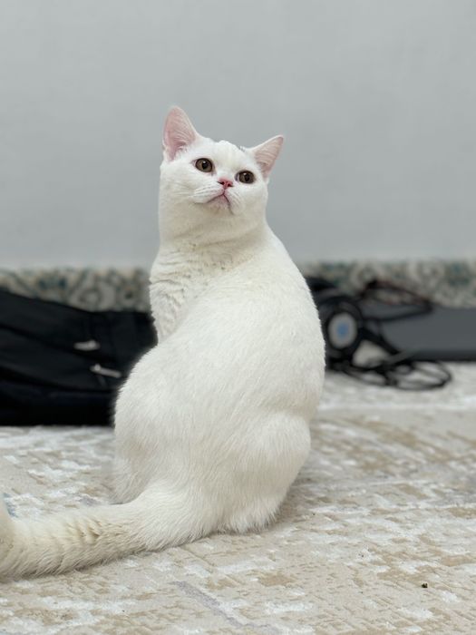 Продаётся кот. Возраст 7 месяцев.