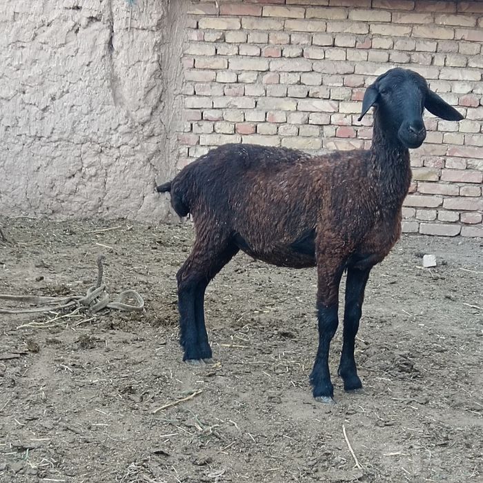 Urg'ochi qo'y sotiladi.