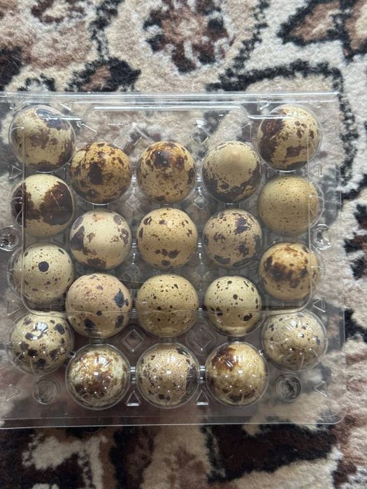 Bedana tuxum sotiladi