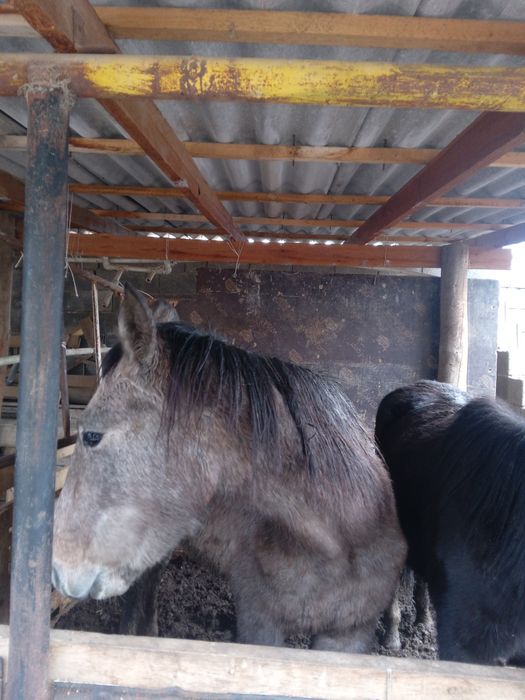 Семіз құнан  сатылады.