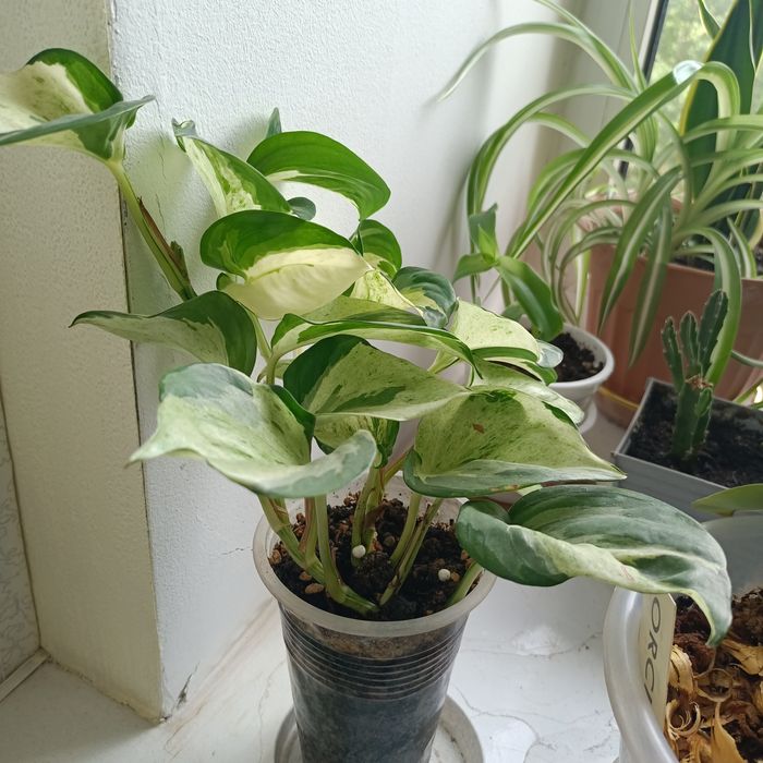 Продам комнатные цветы