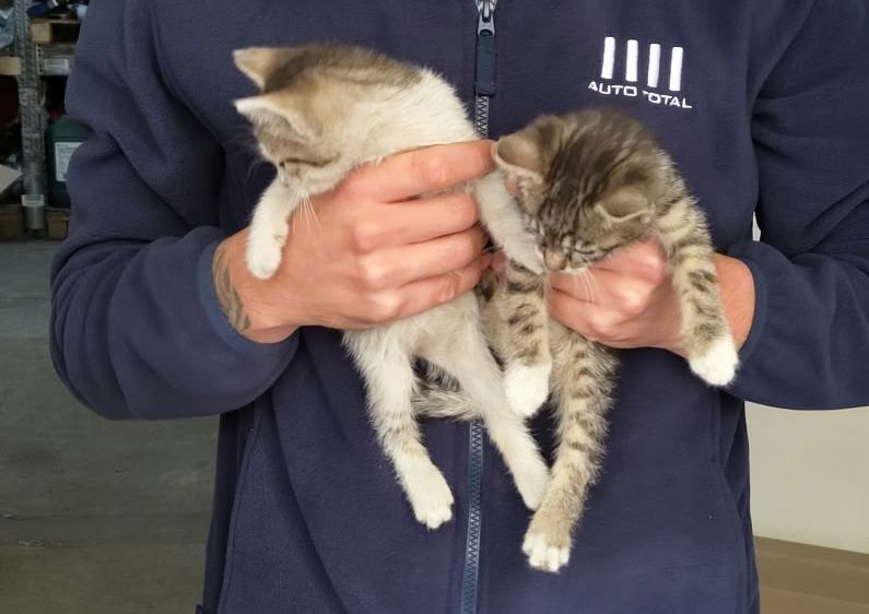 Pui de pisică spre adopție
