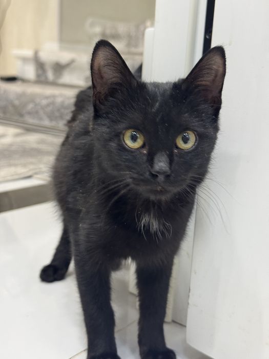 Отдадим котенка