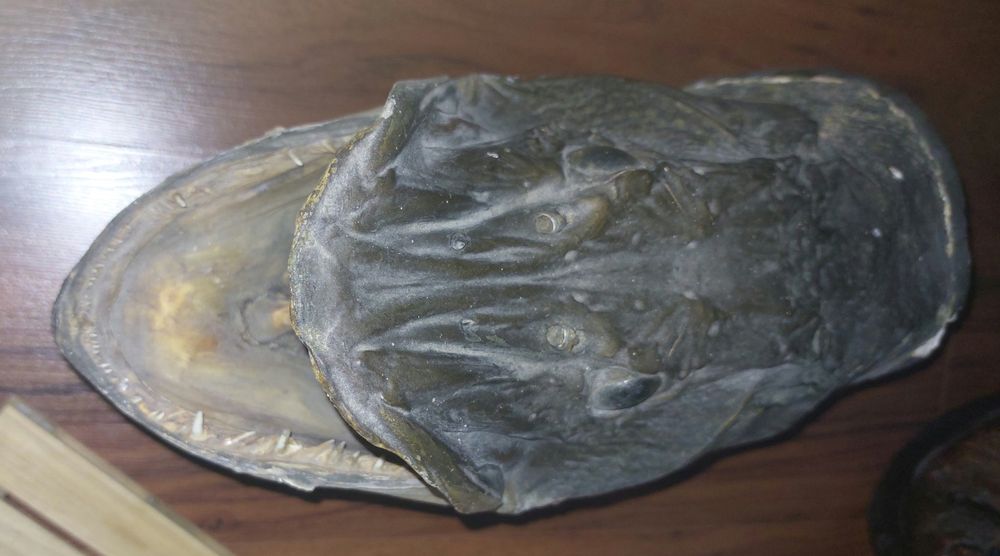 Щука Трофейна препарирана.